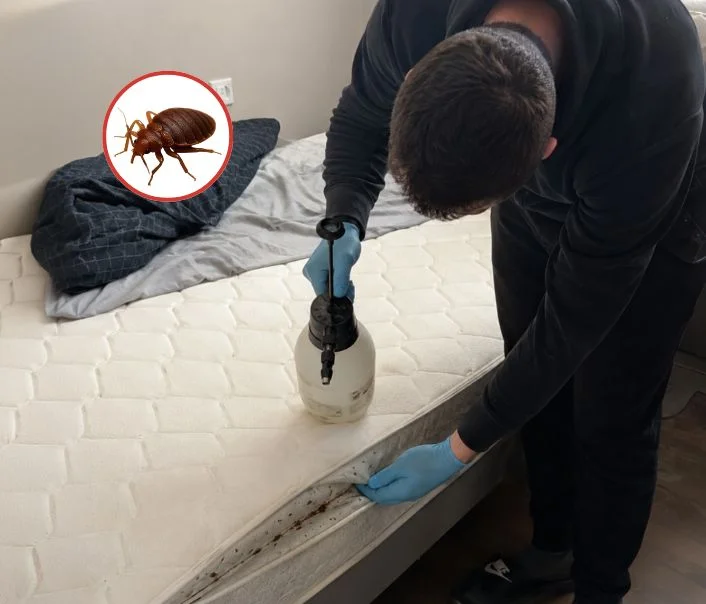 Technicien traitant un matelas contre les punaises de lit à Bonneuil-sur-Marne